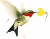 walela means hummingbird